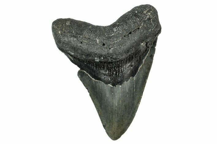 Serrated, Fossil Megalodon Tooth - North Carolina #345674